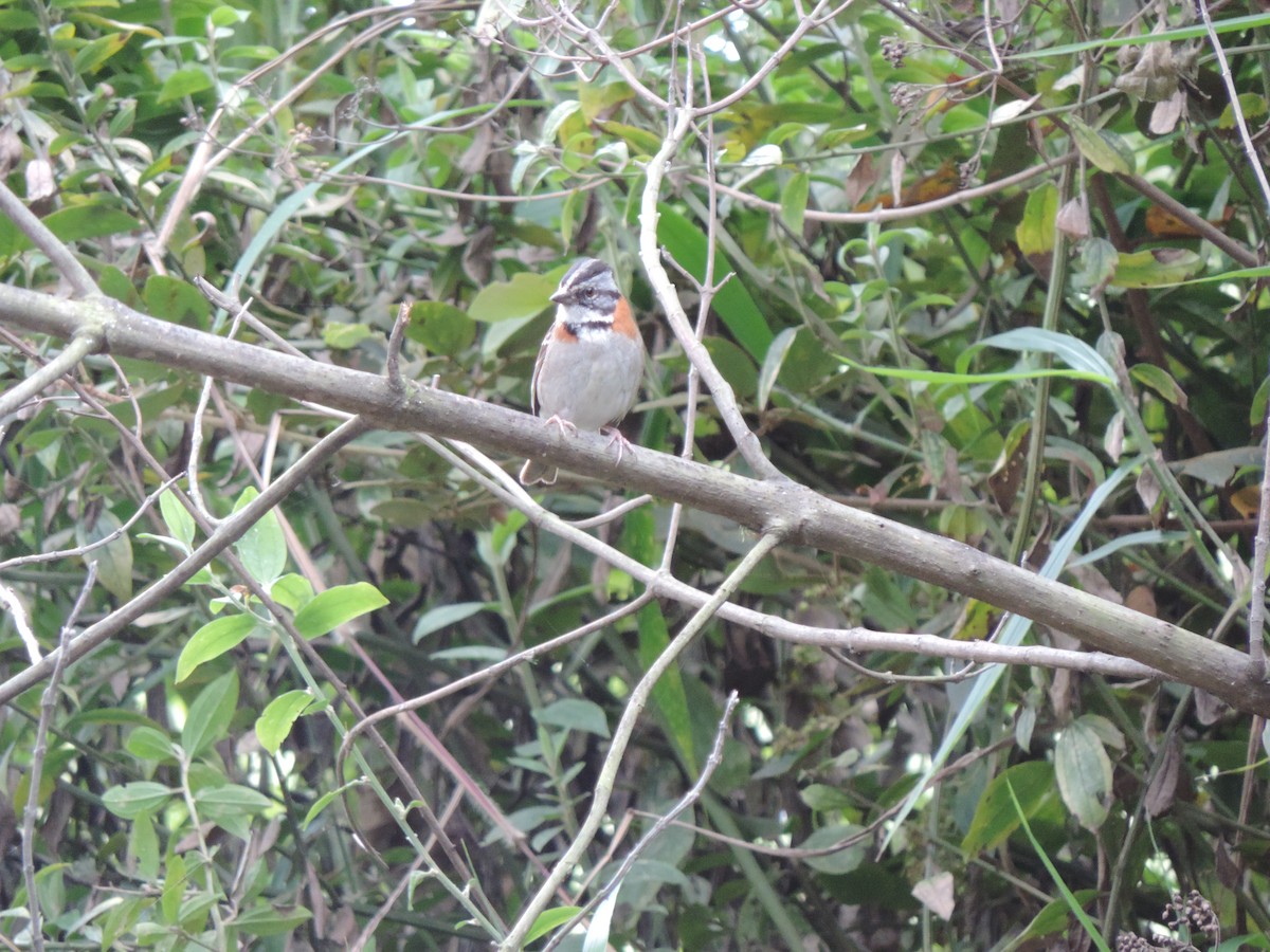 Rufous-collared Sparrow - ML638765701