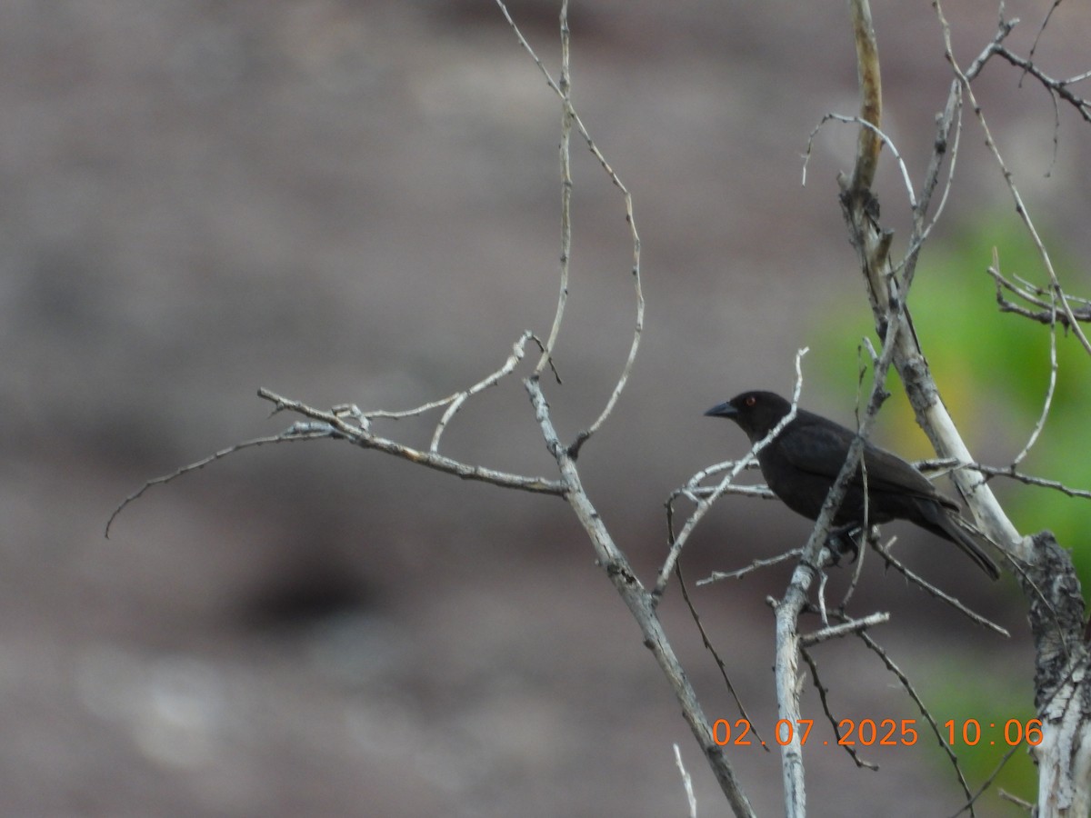 Bronzed Cowbird - ML638765705