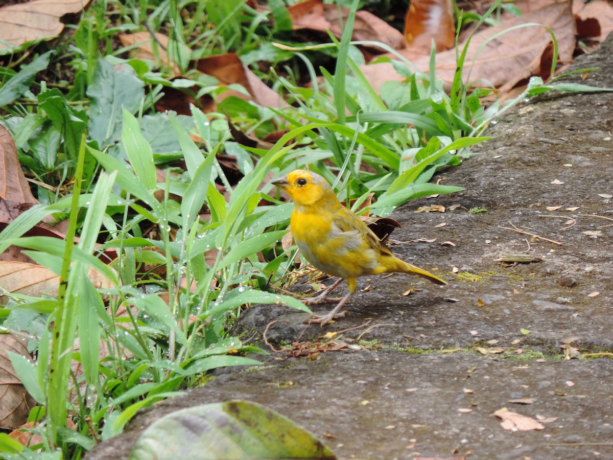Saffron Finch - ML638765725