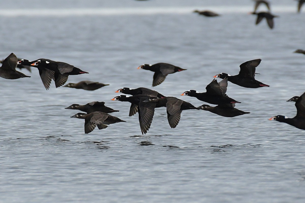 Surf Scoter - ML638765732