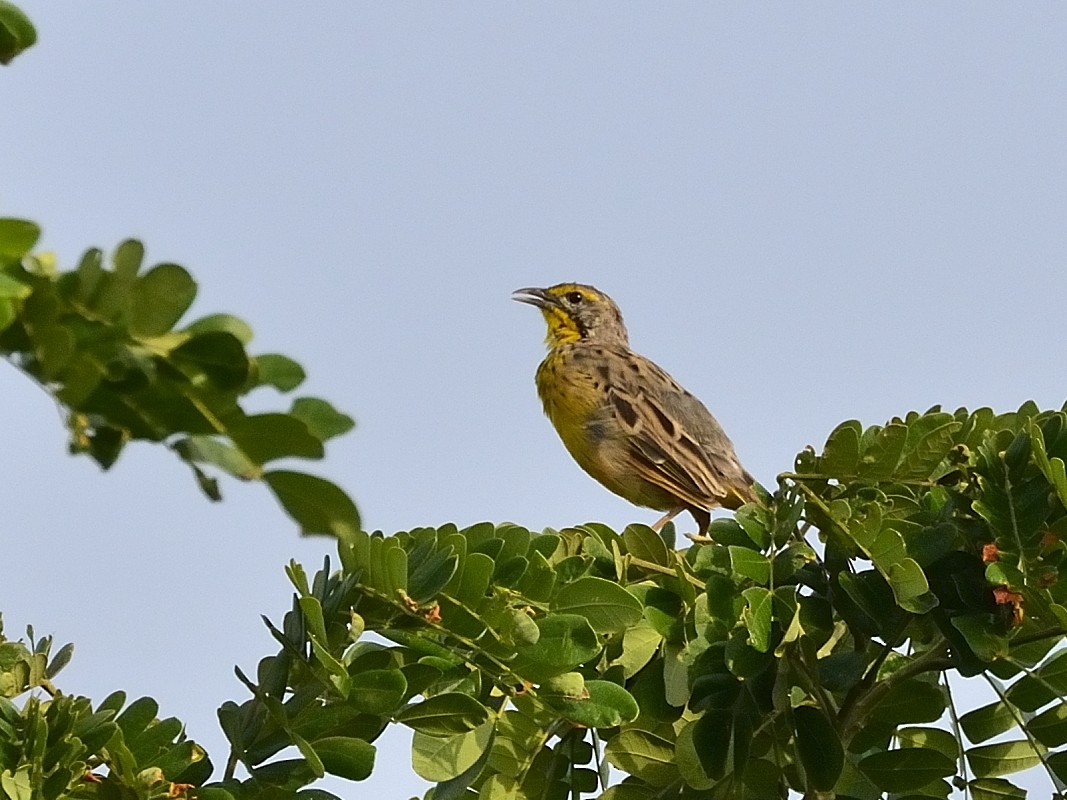 Yellow-throated Longclaw - ML638765737