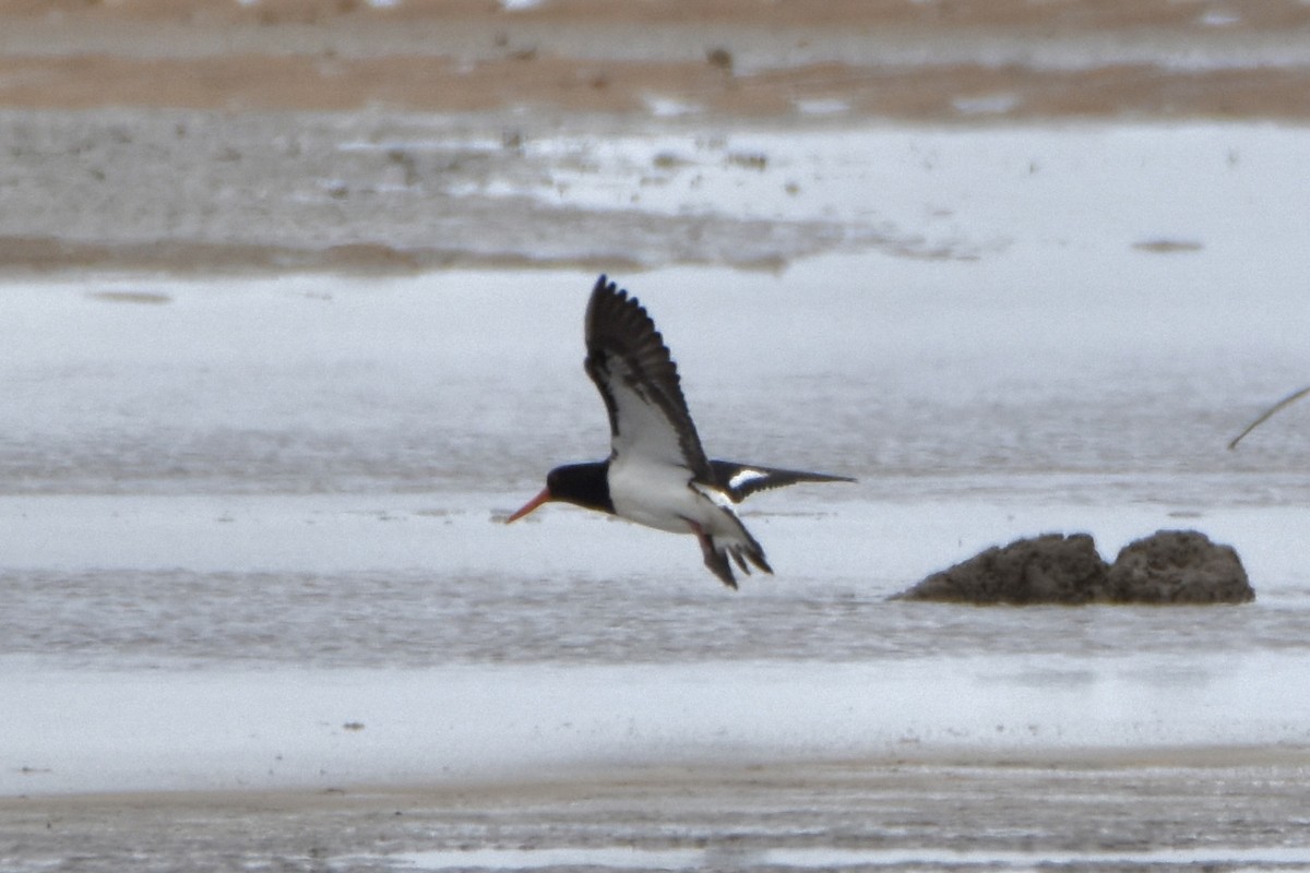 Pied Oystercatcher - ML638765742