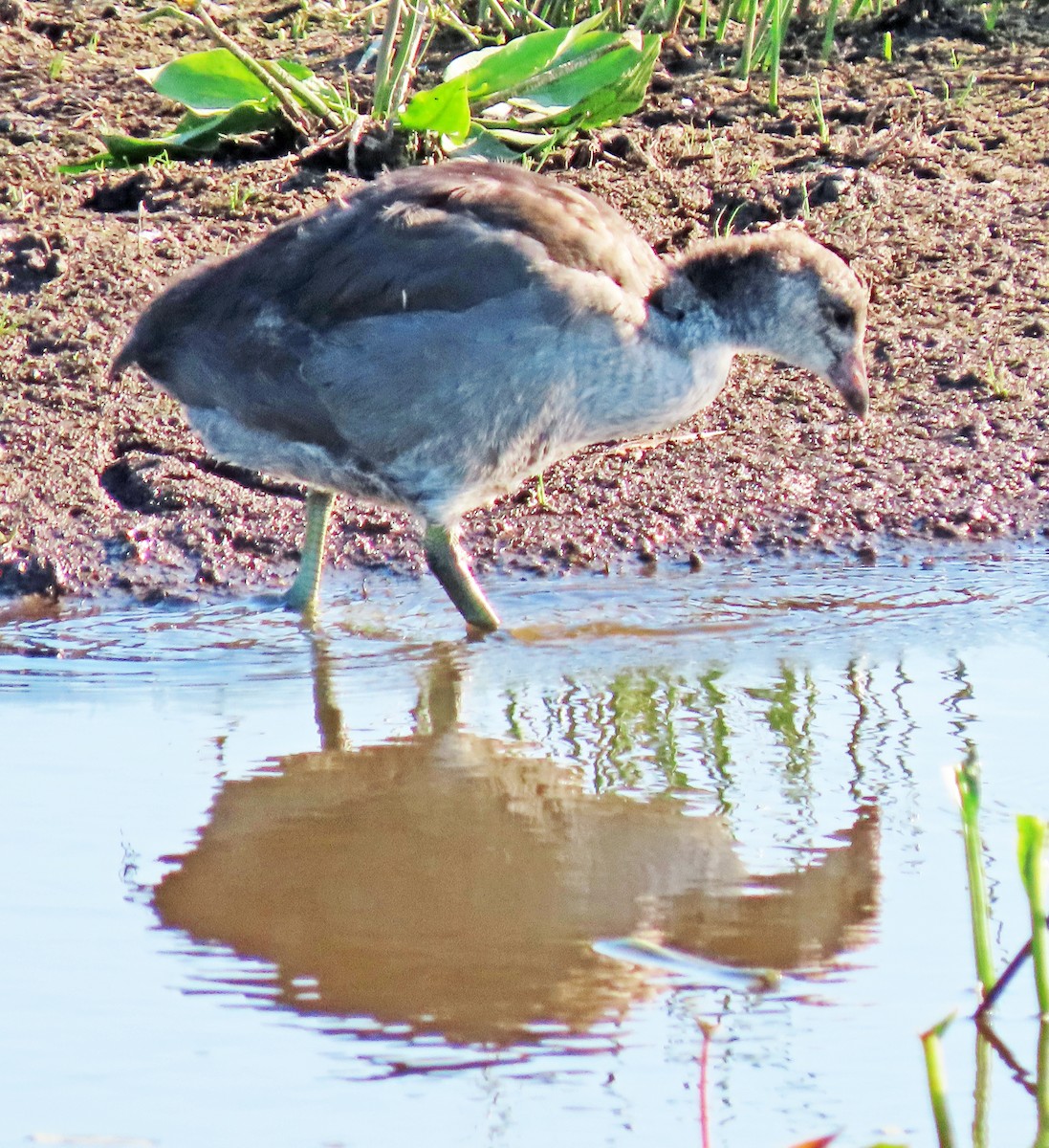 American Coot - ML638765743