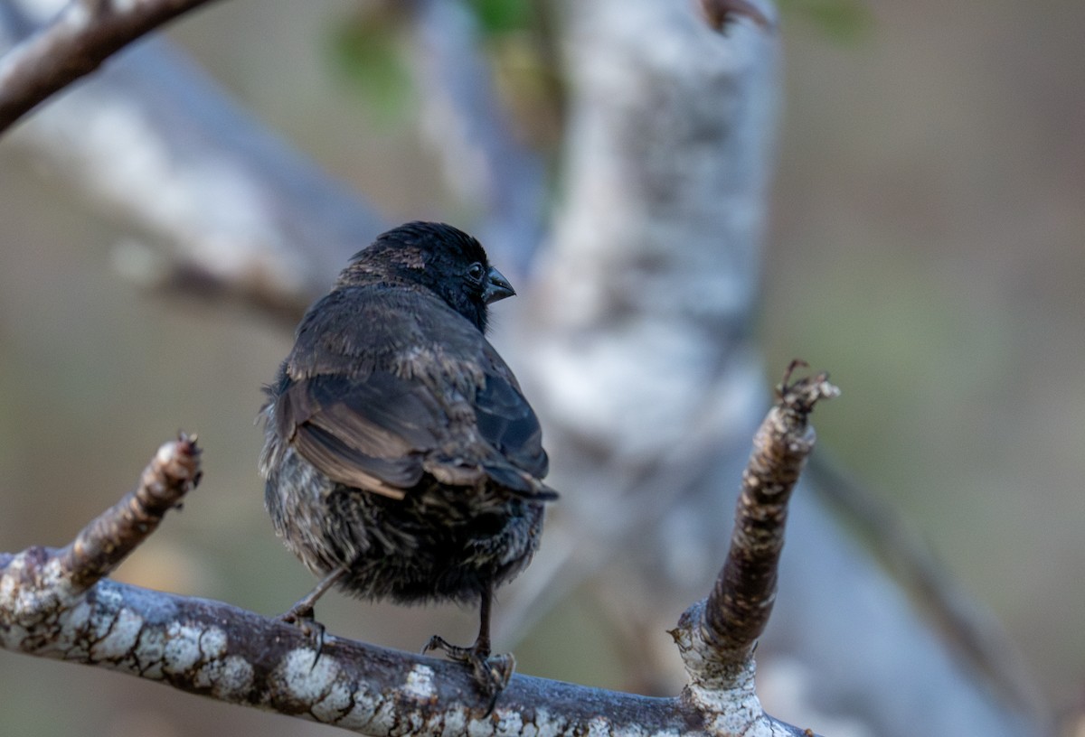 Small Ground-Finch - ML638765746