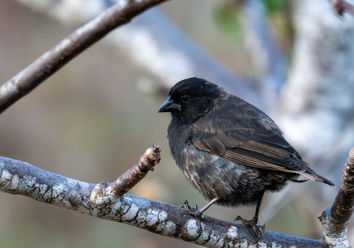 Small Ground-Finch - ML638765747