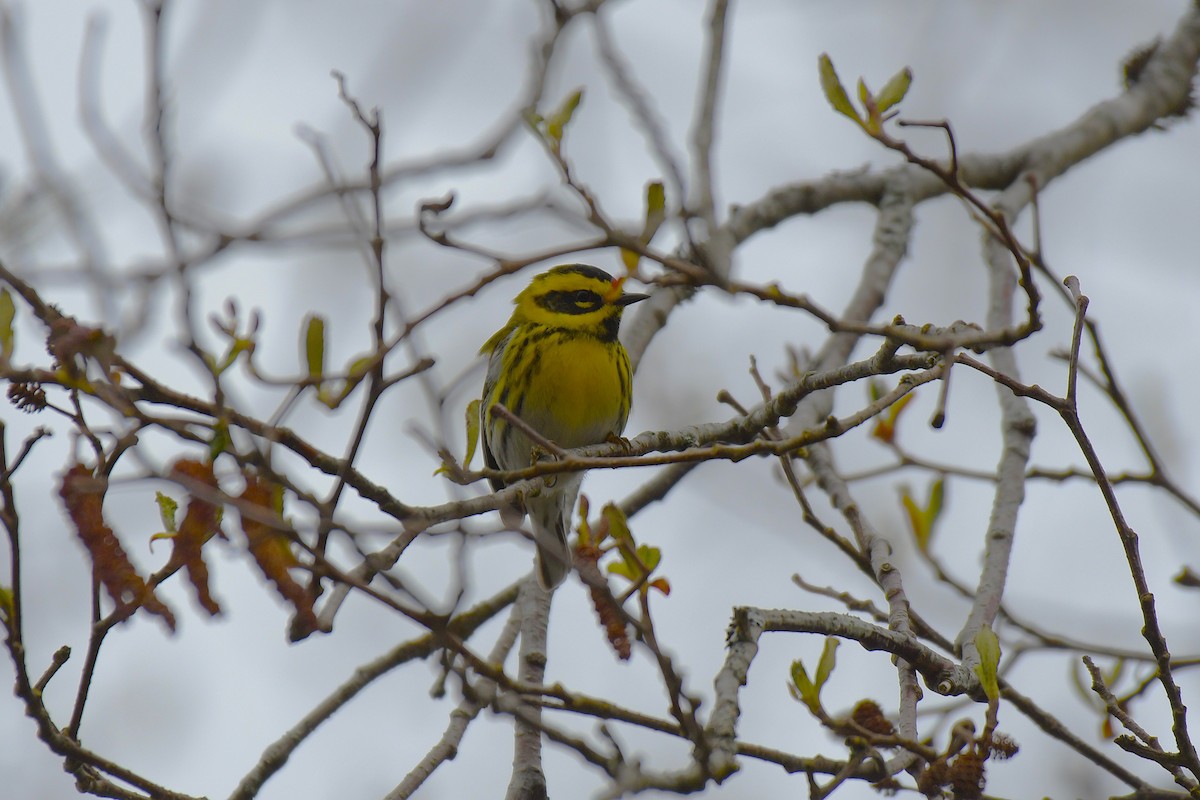 Townsend's Warbler - ML638765748