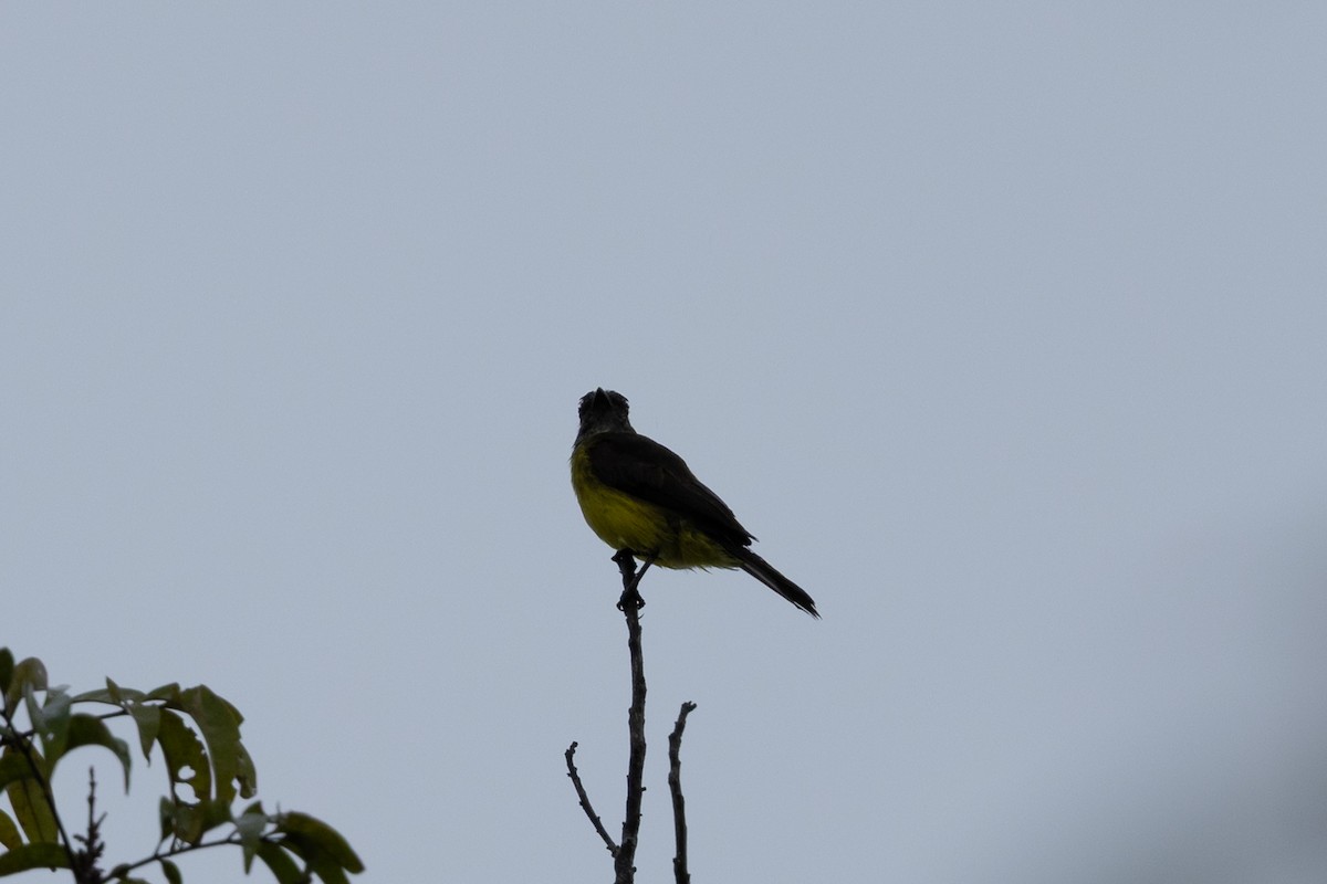 new world flycatcher sp. - ML638765751