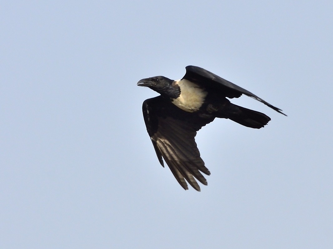 Corvo bianco e nero - ML638765755