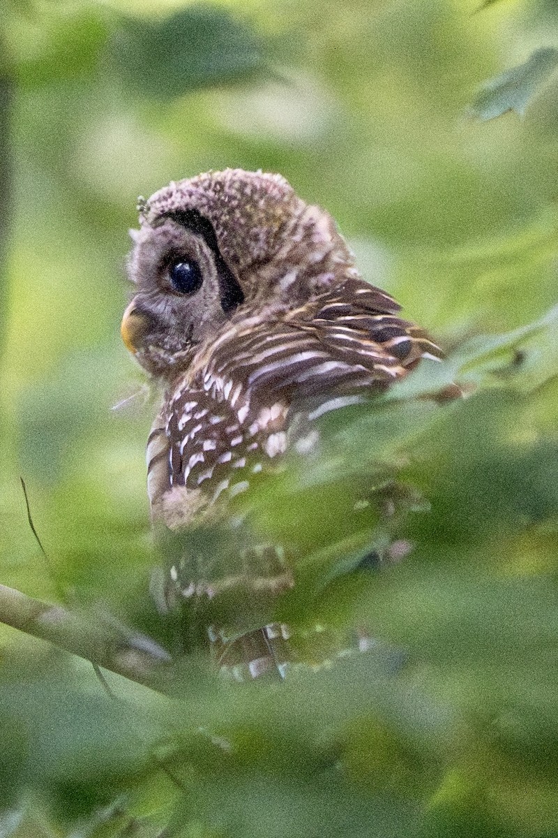 Barred Owl - ML638765756