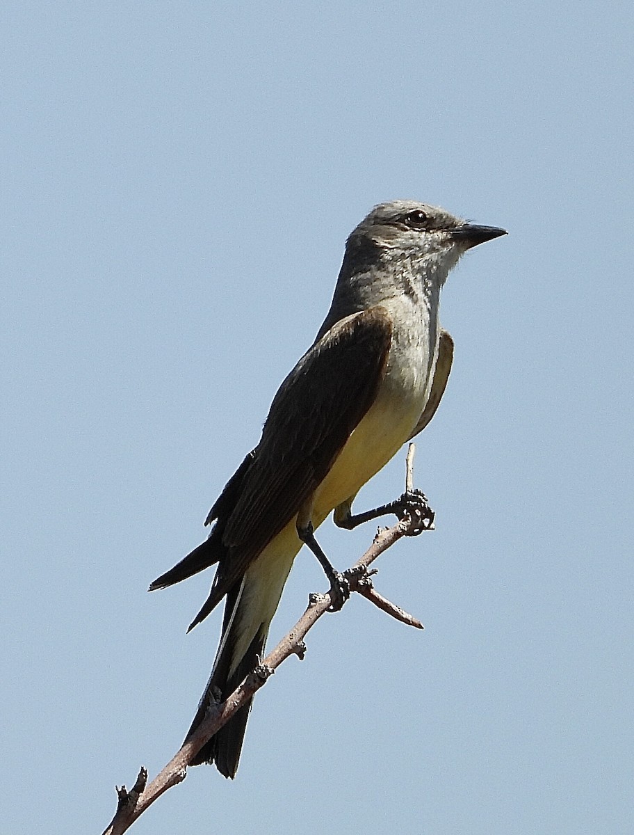 Western Kingbird - ML638765757