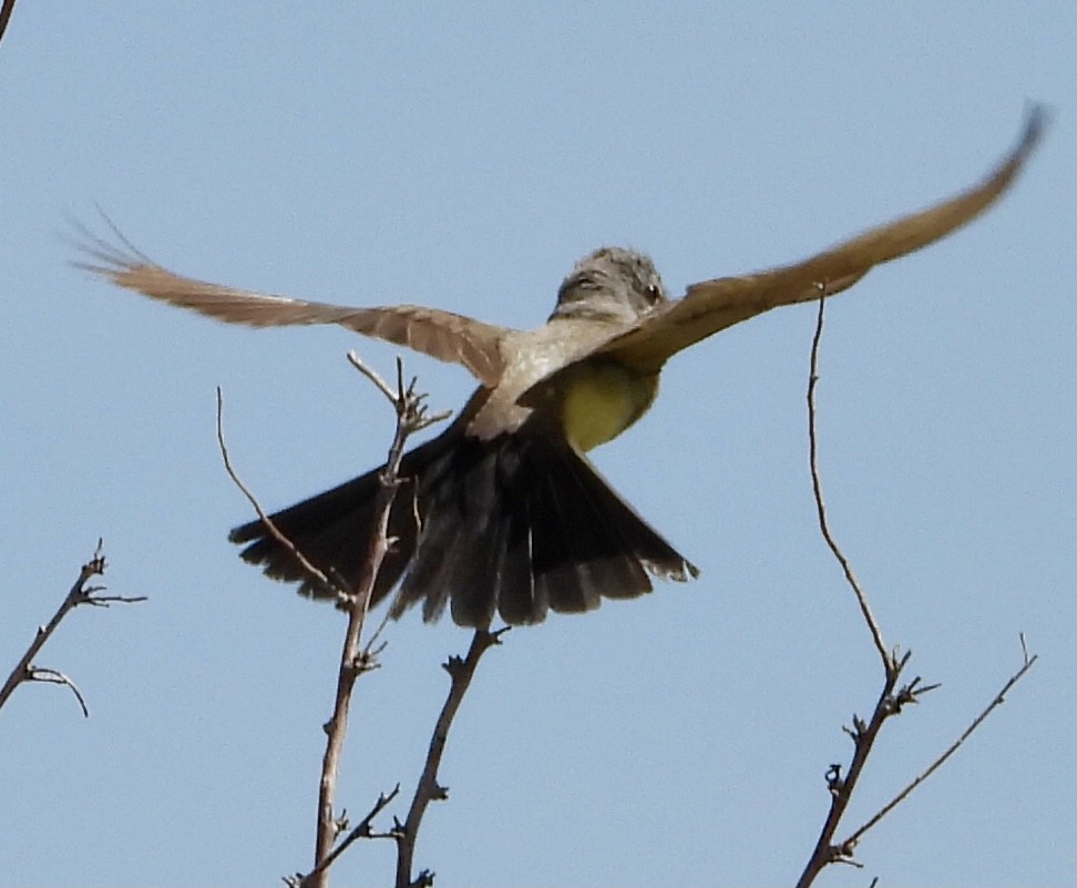 Western Kingbird - ML638765758