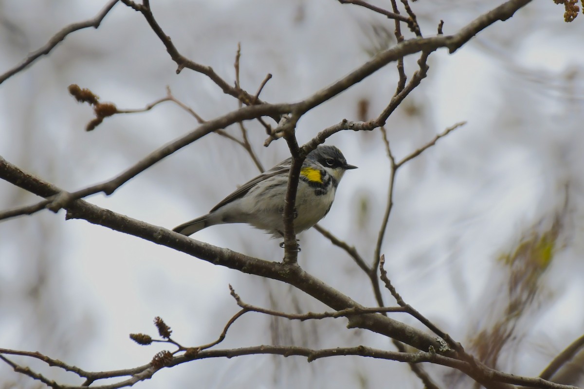Yellow-rumped Warbler - ML638765759