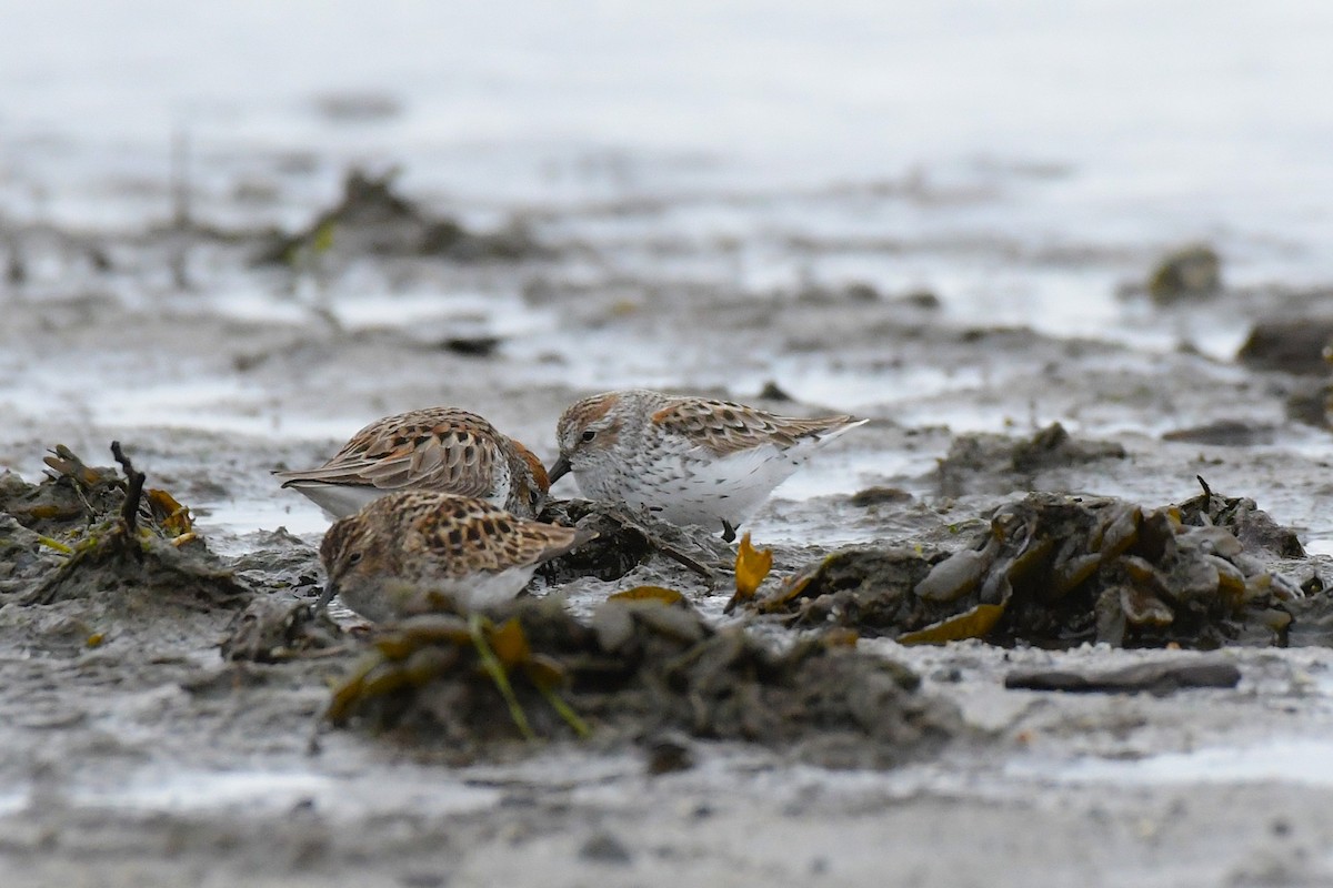 Western Sandpiper - ML638765766