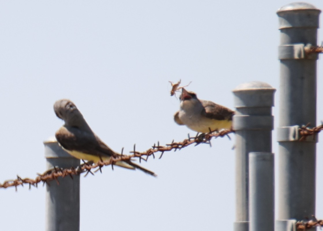 Schmalschnabel-Königstyrann - ML638765772