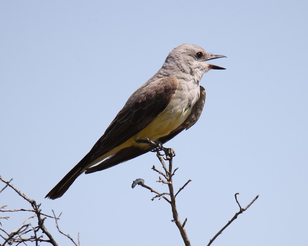Schmalschnabel-Königstyrann - ML638765773