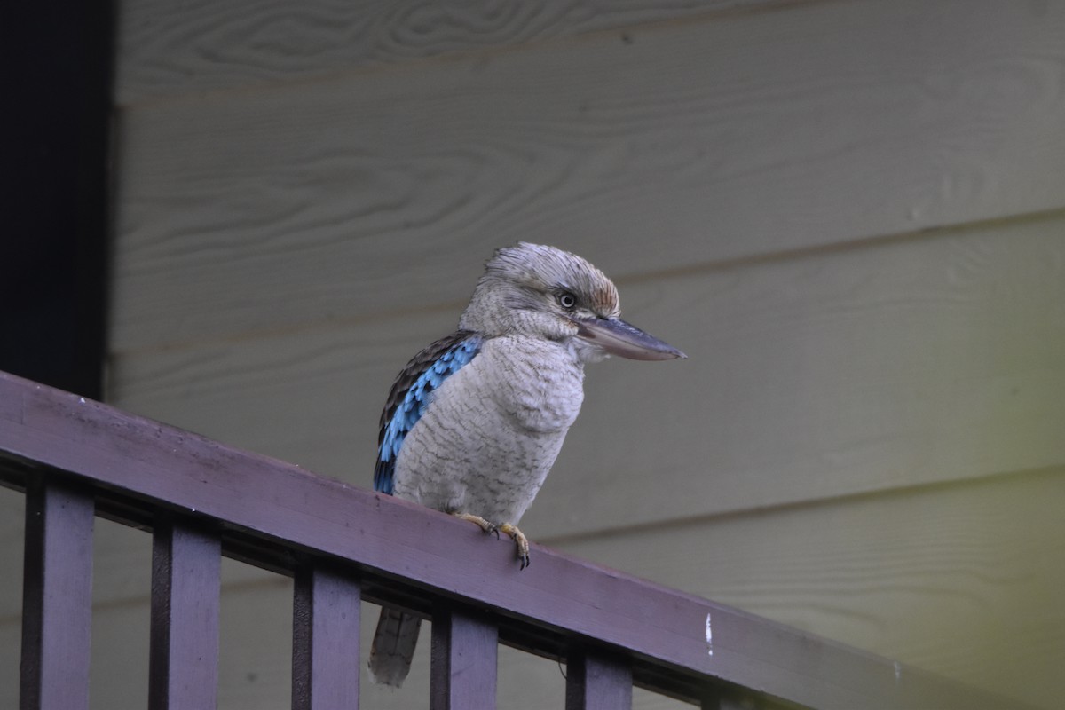 Blue-winged Kookaburra - ML638765779