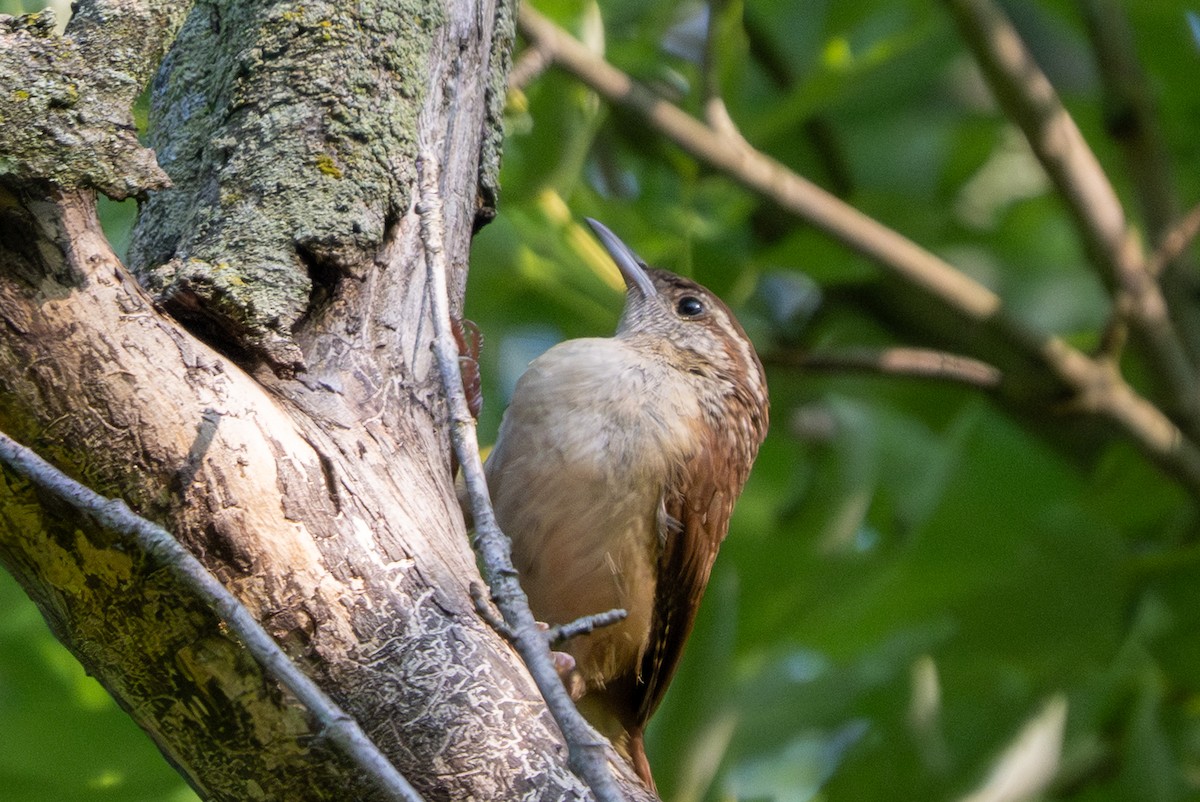 Carolina Wren - ML638765791