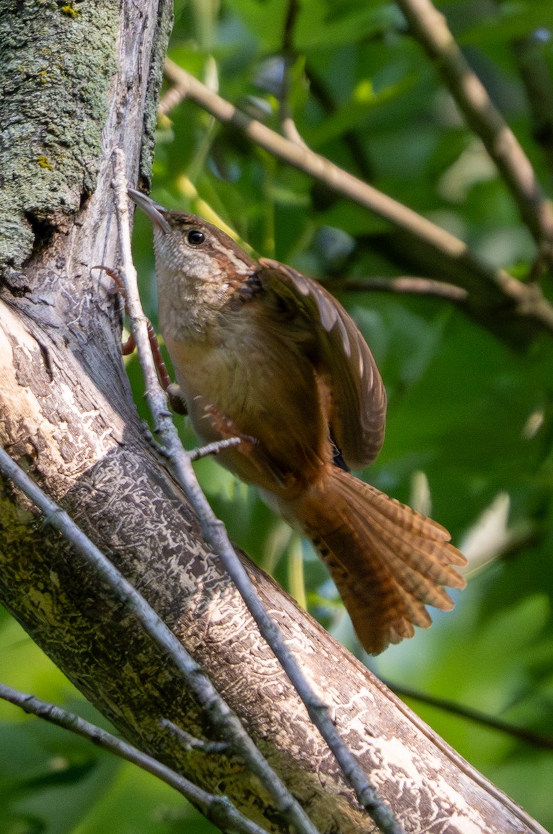 Carolina Wren - ML638765793
