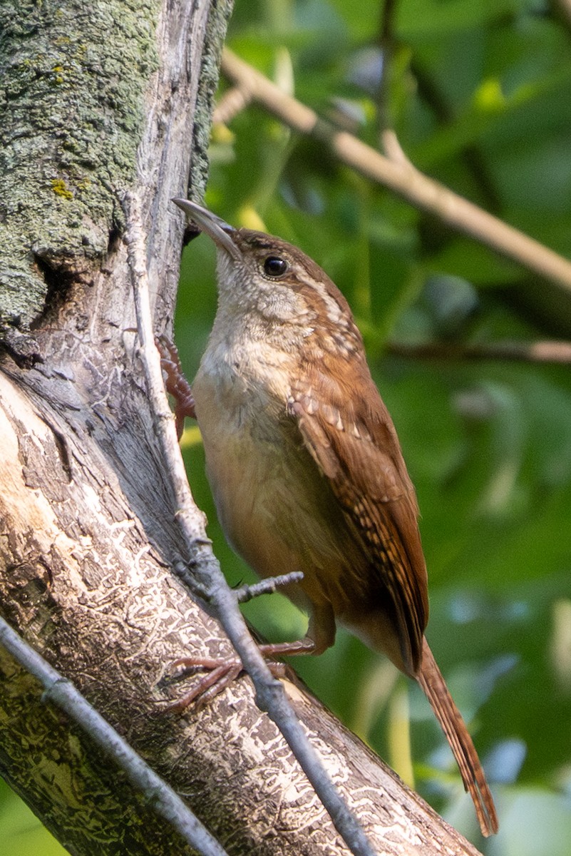 Carolina Wren - ML638765800