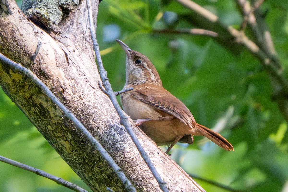 Carolina Wren - ML638765801