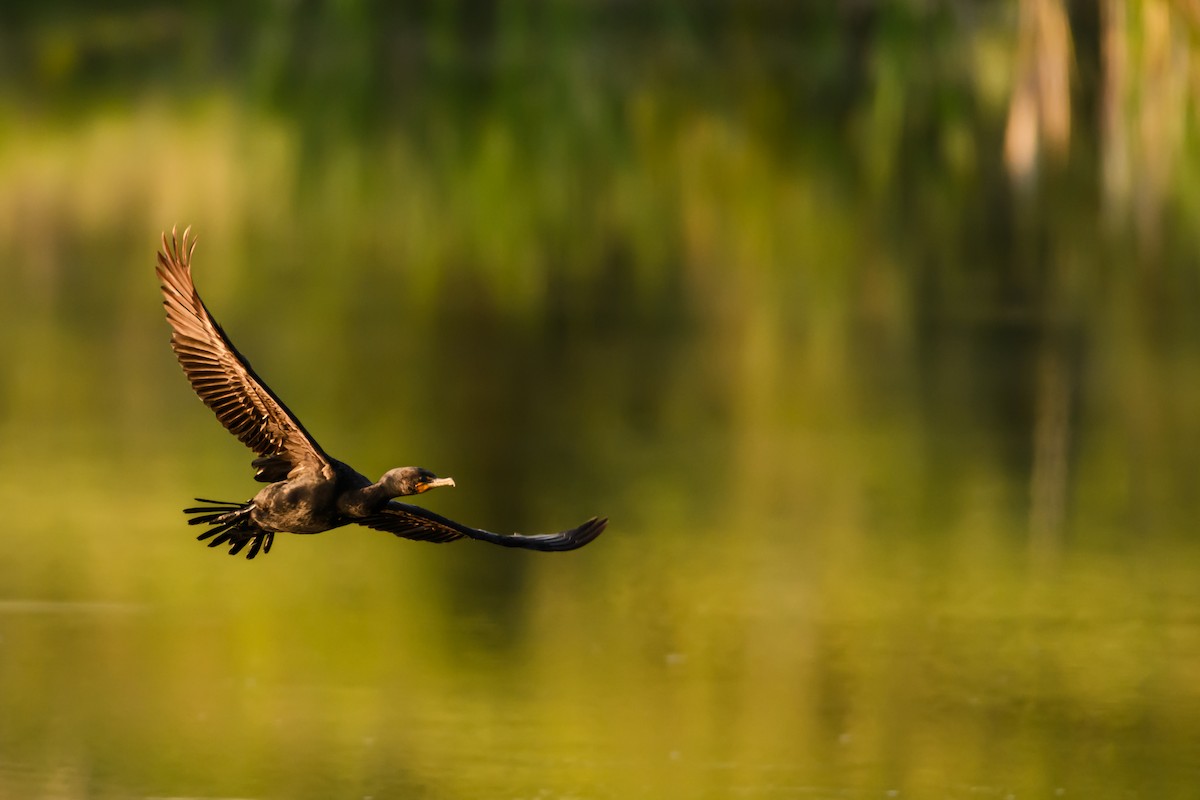 Cormoran à aigrettes - ML638765901