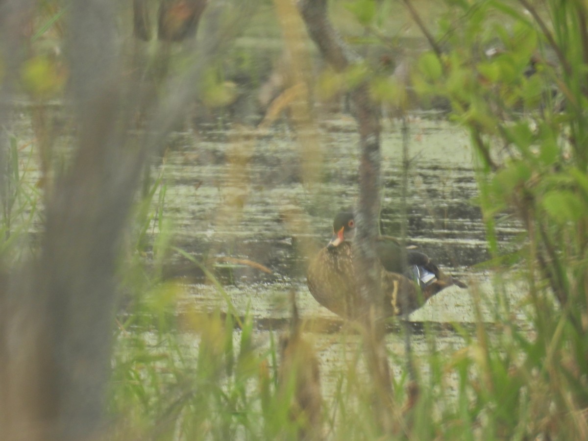 Wood Duck - ML638765904