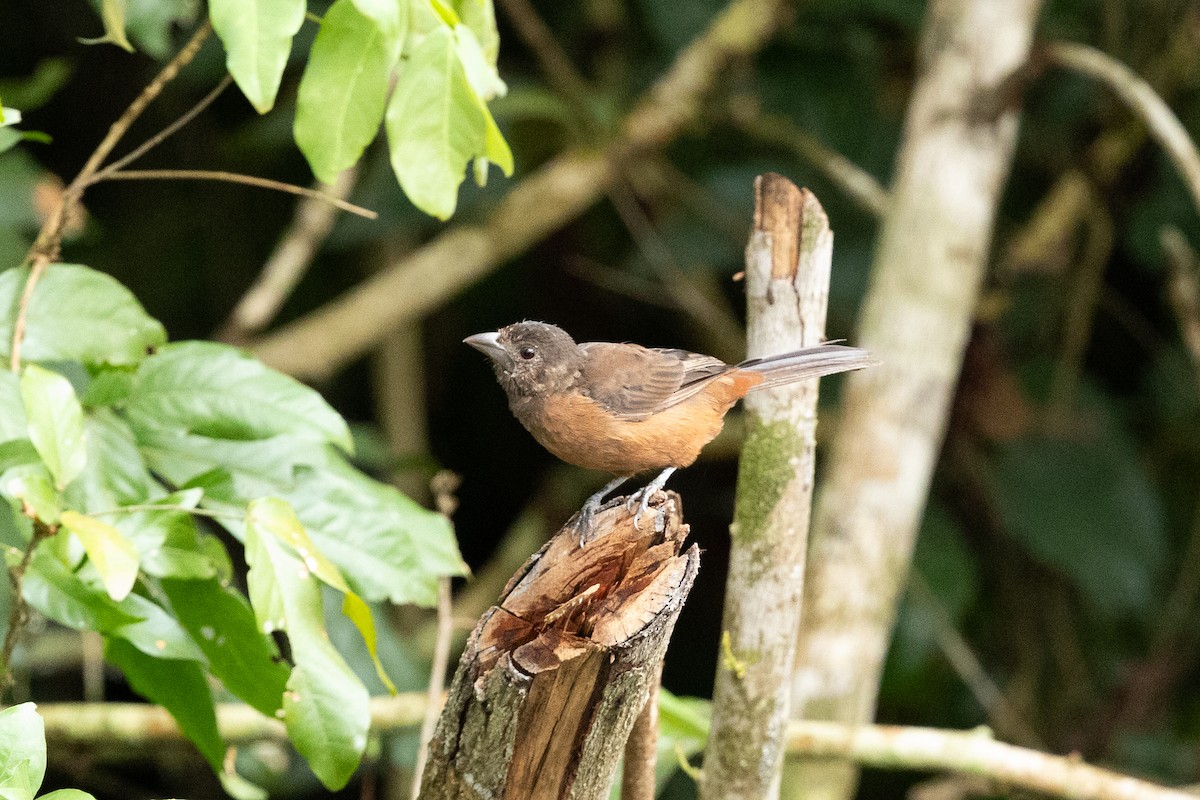 Silver-beaked Tanager - ML638765911