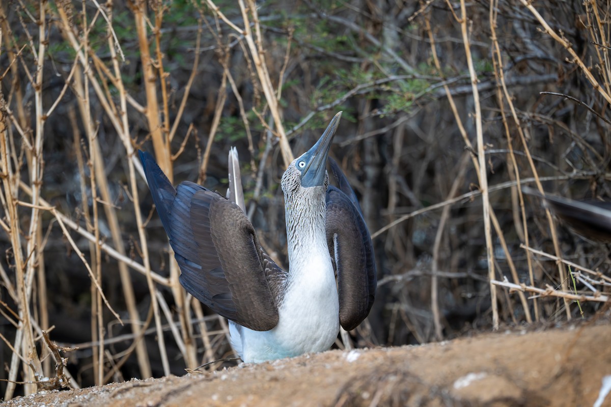 Blue-footed Booby - ML638765912