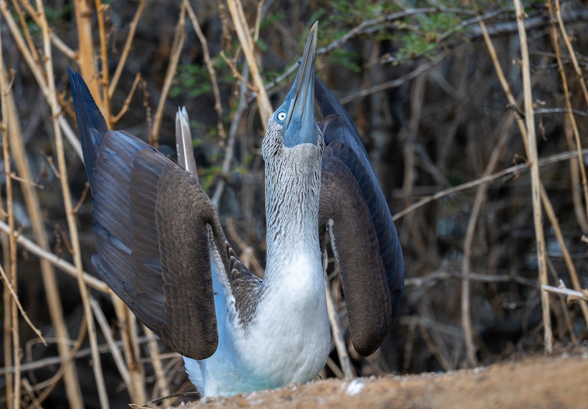Blue-footed Booby - ML638765913