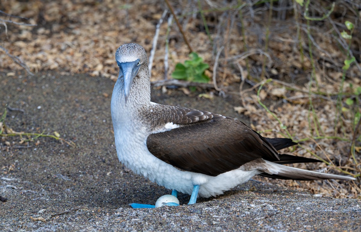 Blue-footed Booby - ML638765914
