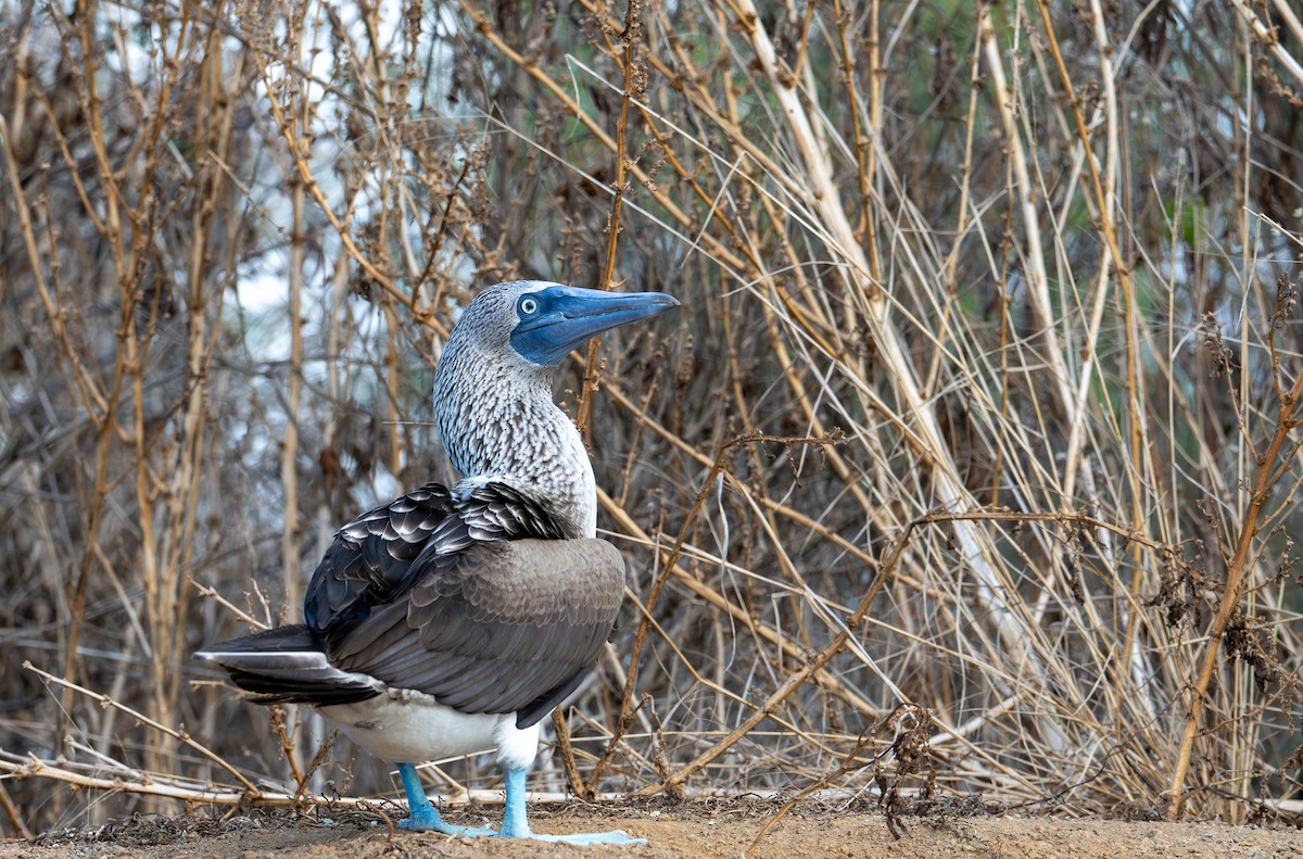 Blue-footed Booby - ML638765915