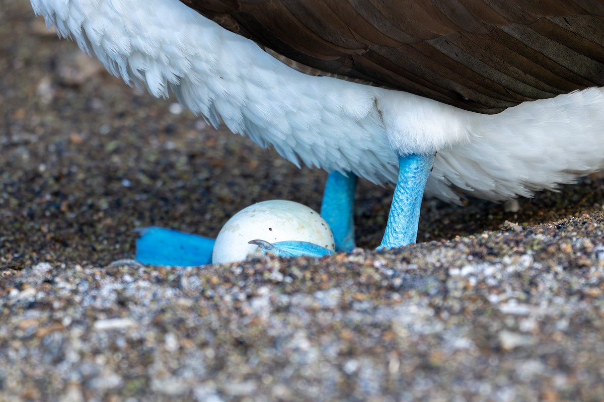 Blue-footed Booby - ML638765916