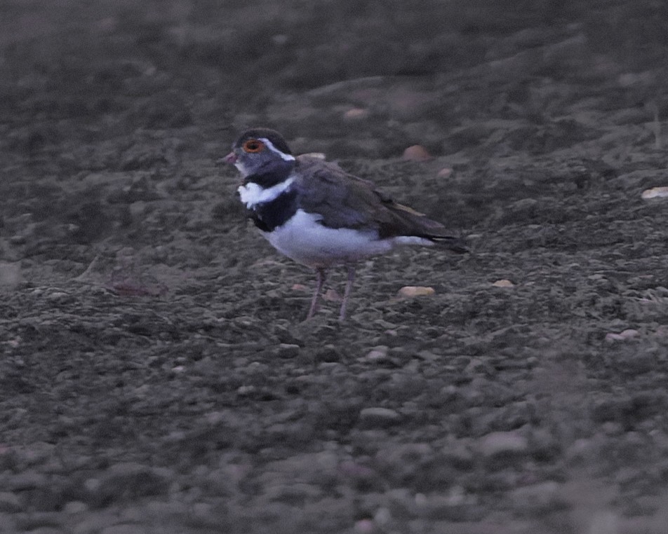 Forbes's Plover - ML638765919