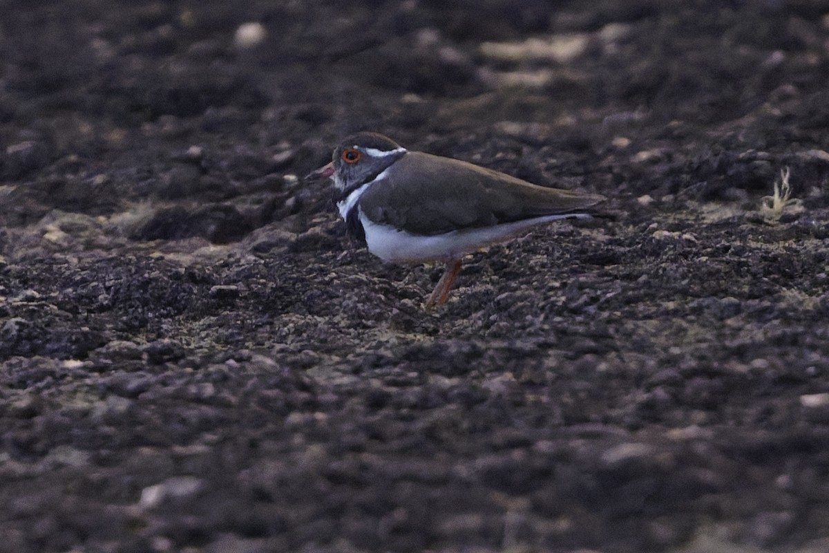 Forbes's Plover - ML638765920
