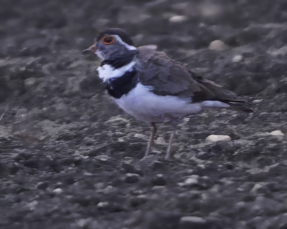 Forbes's Plover - ML638765921