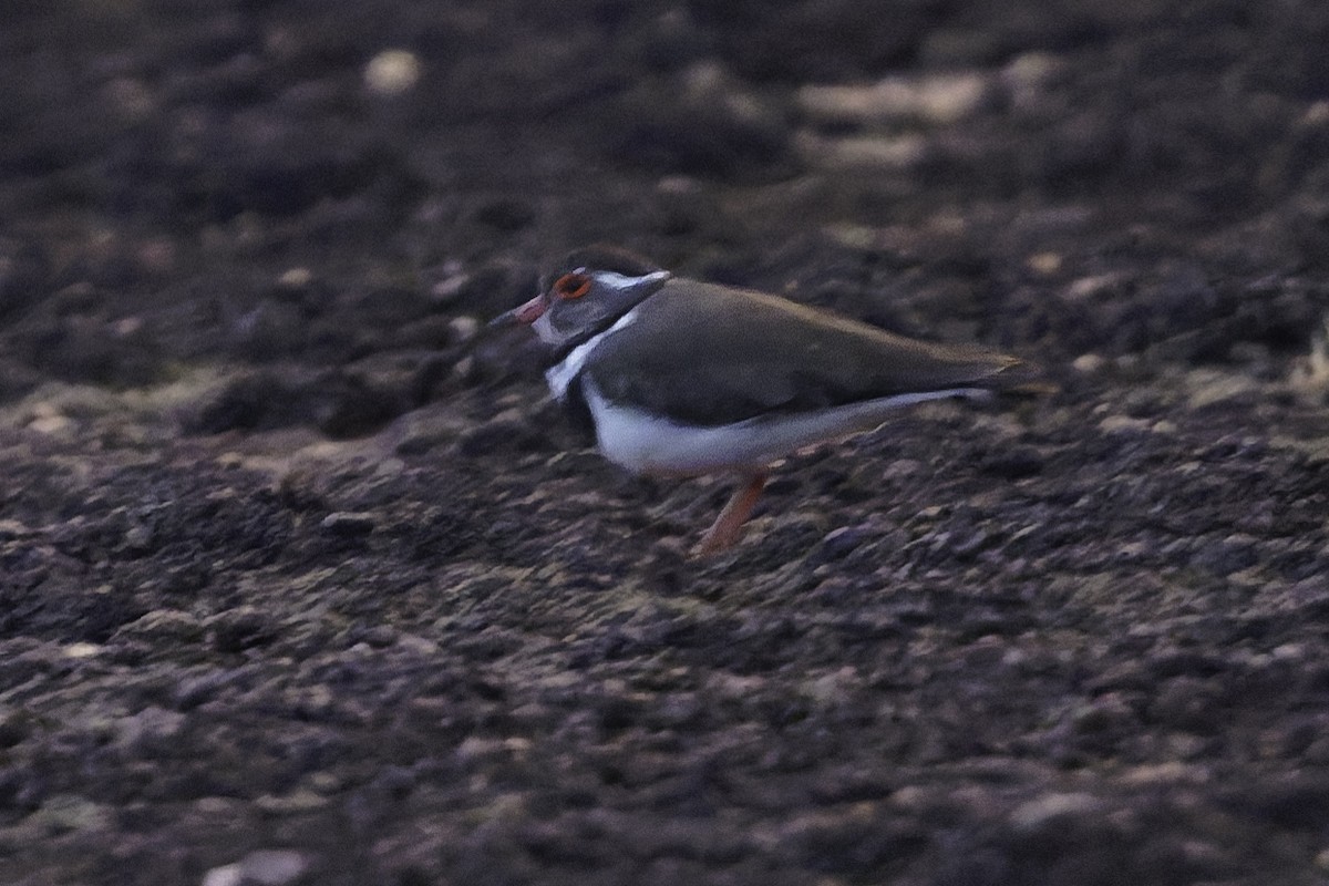 Forbes's Plover - ML638765922