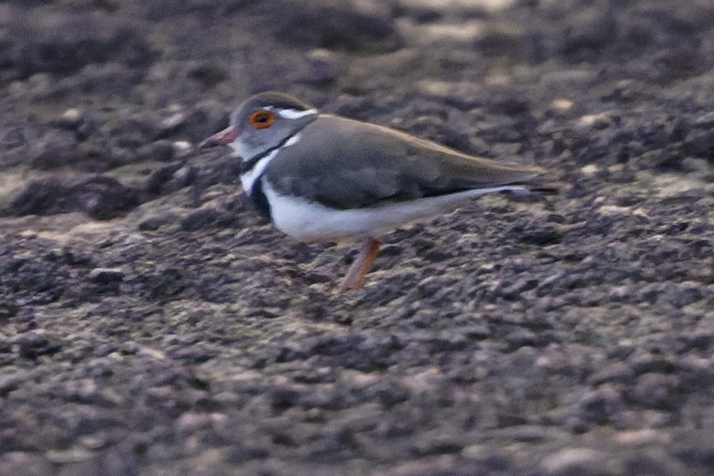Forbes's Plover - ML638765923