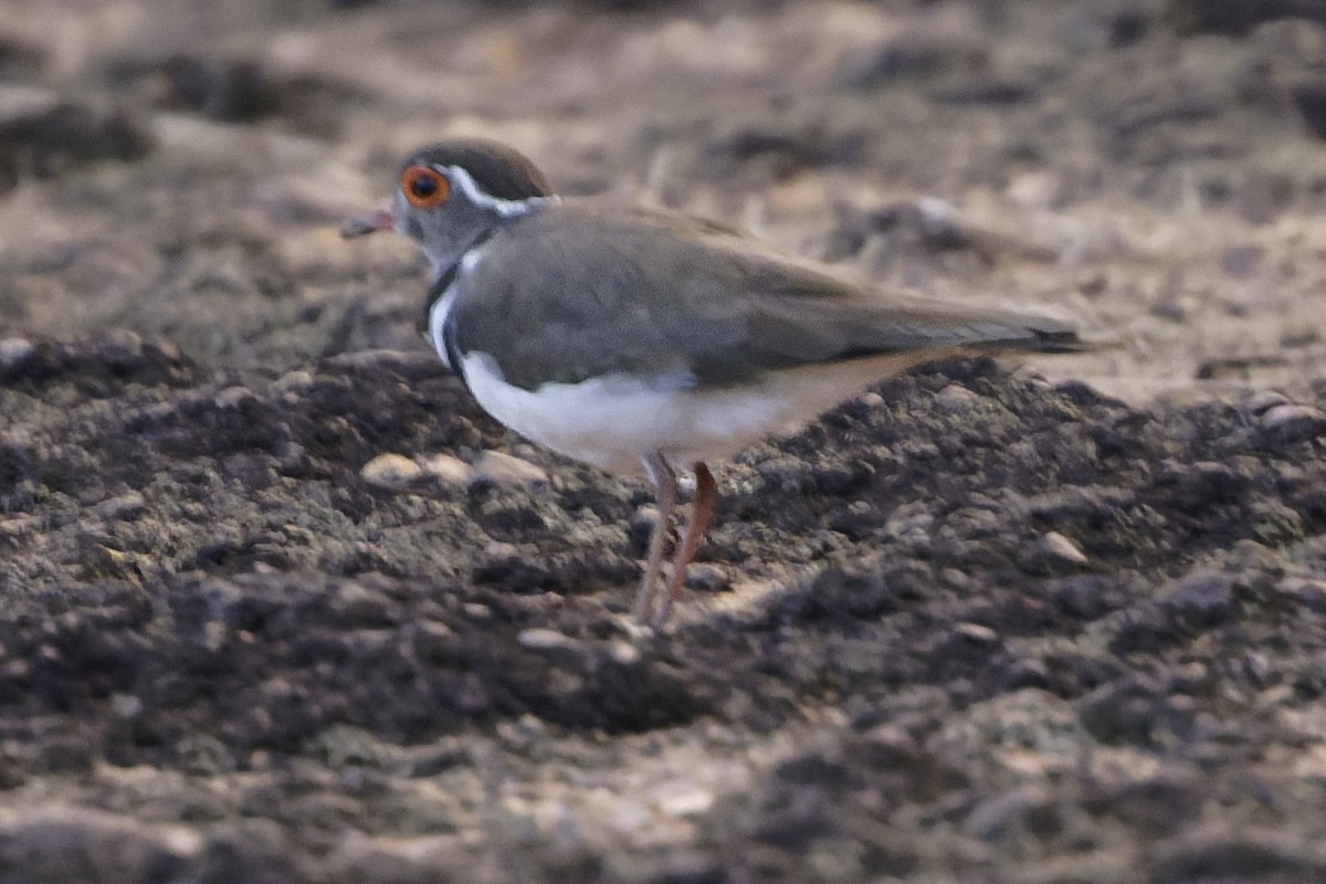 Forbes's Plover - ML638765924