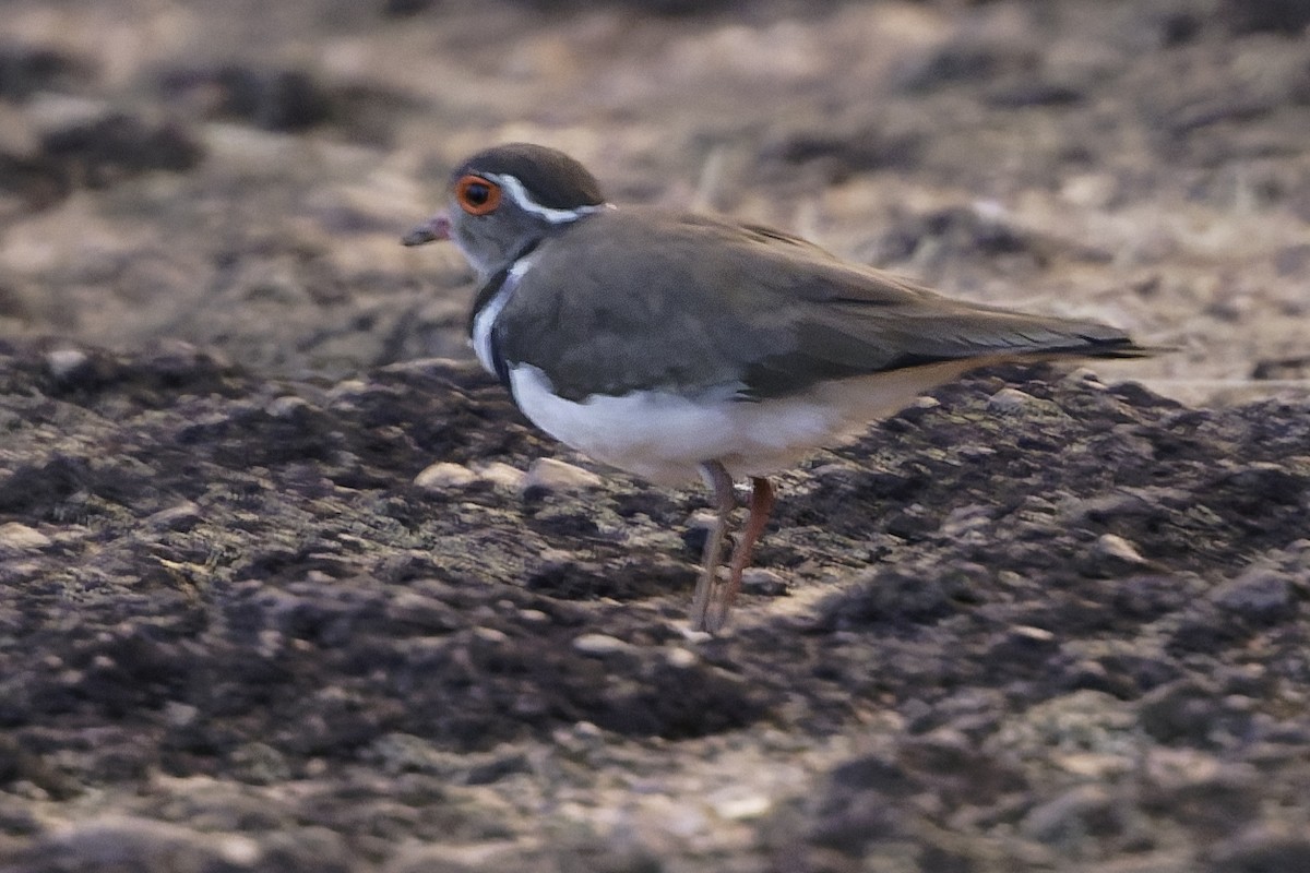 Forbes's Plover - ML638765925