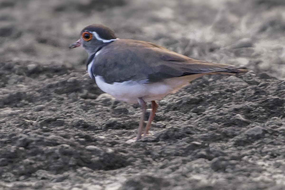 Forbes's Plover - ML638765926