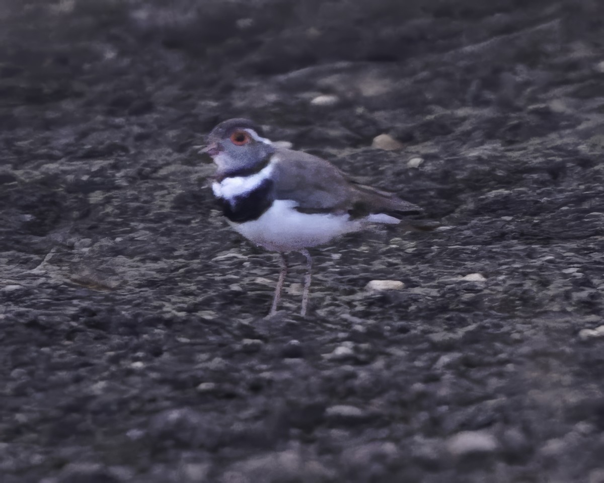 Forbes's Plover - ML638765927