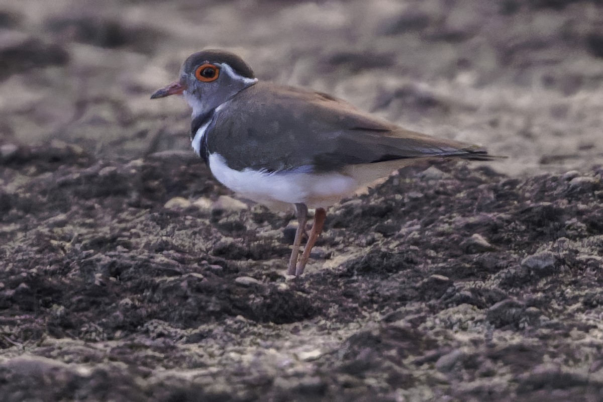 Forbes's Plover - ML638765928