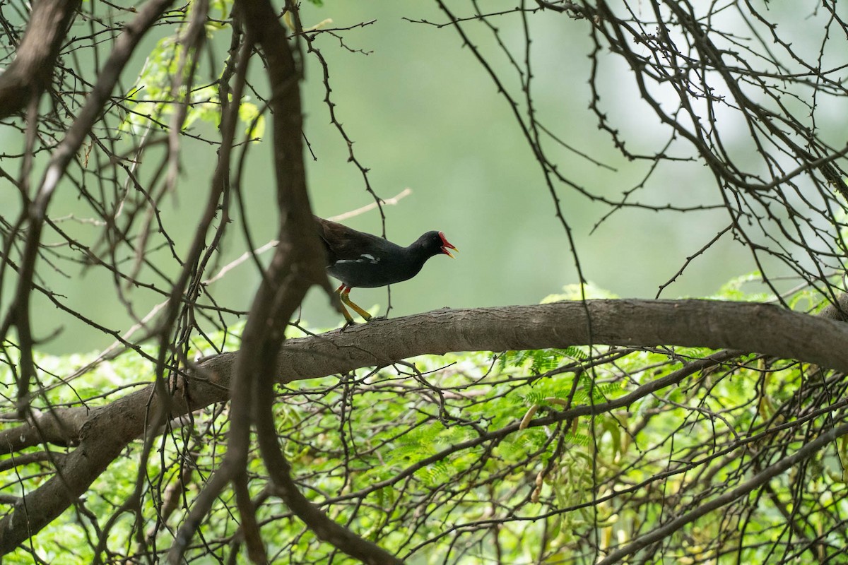 Eurasian Moorhen - ML638765934