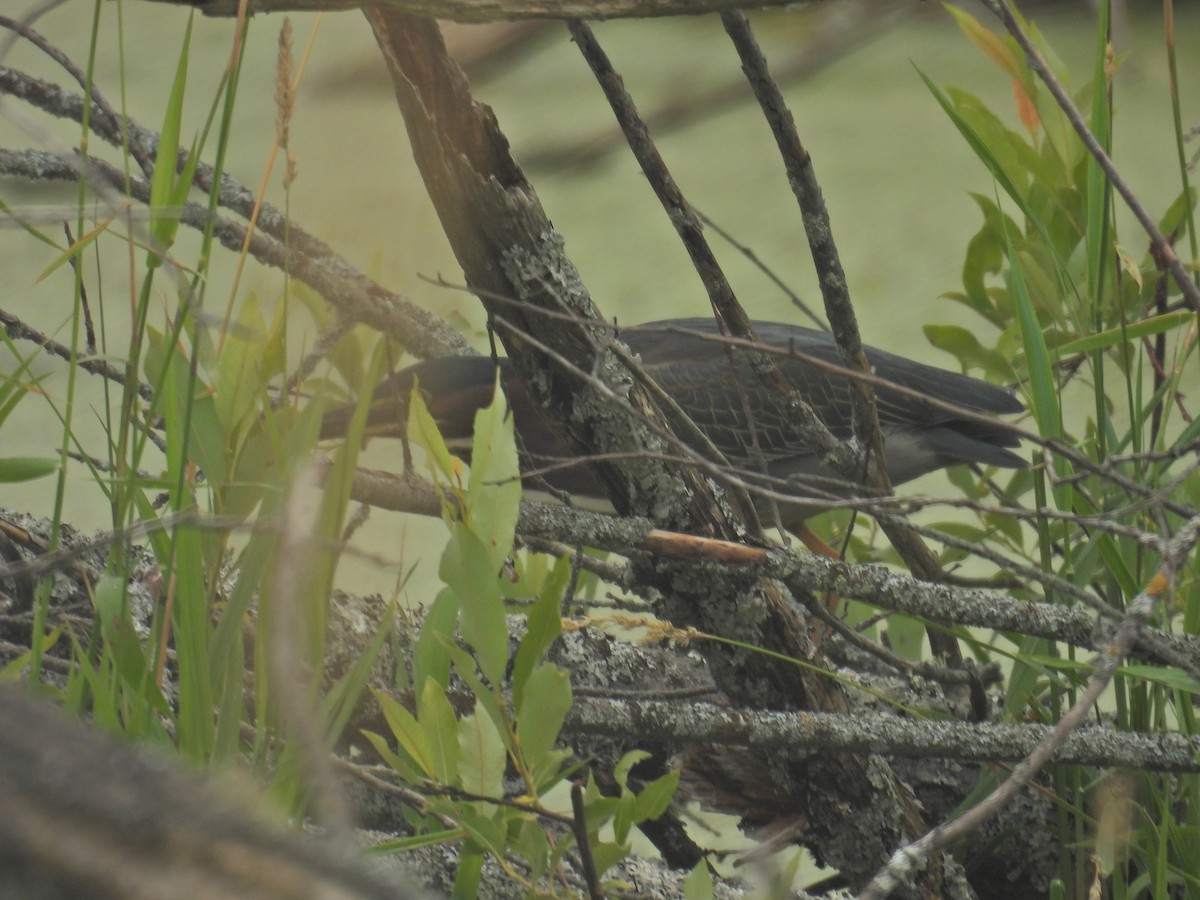 Green Heron - ML638765937