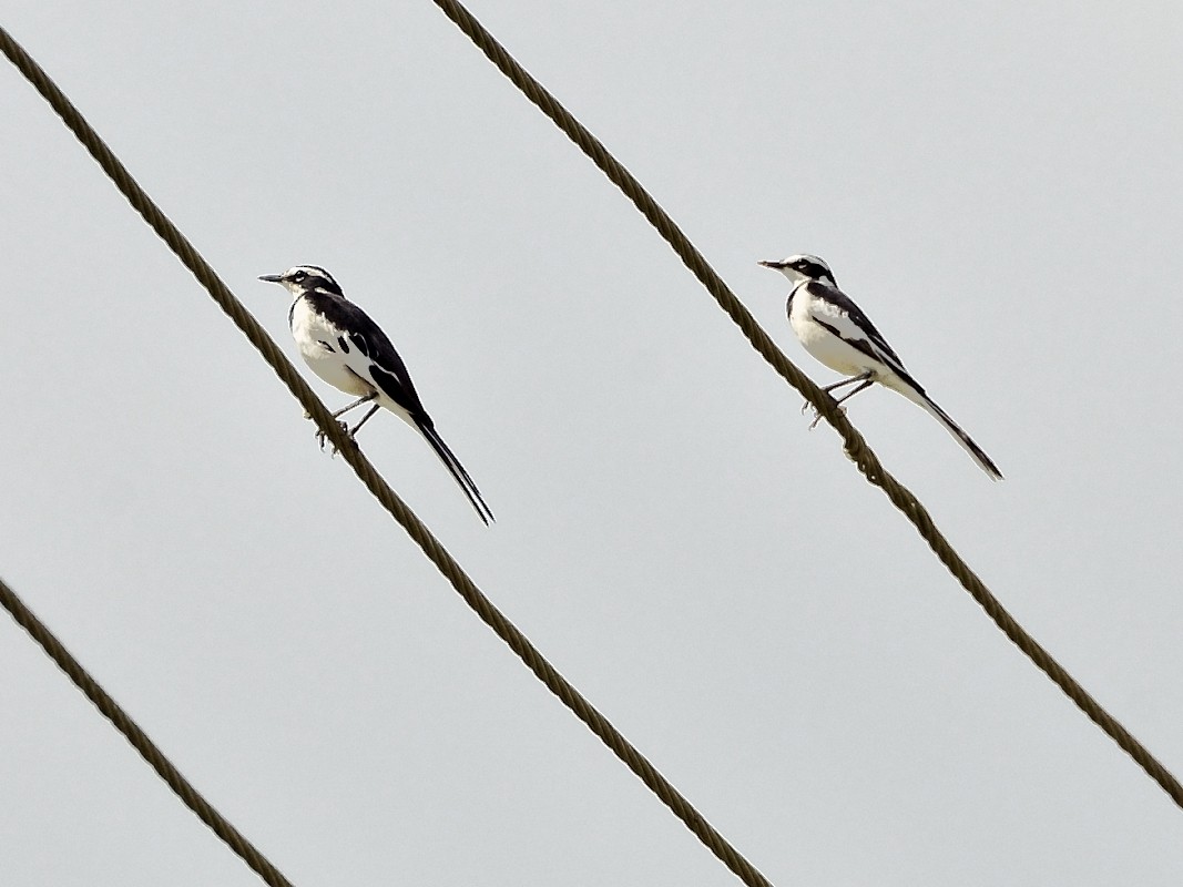 African Pied Wagtail - ML638765939