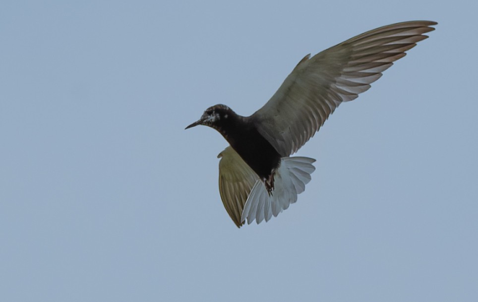 Black Tern - ML638765941