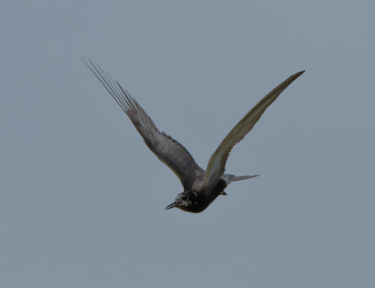 Black Tern - ML638765943