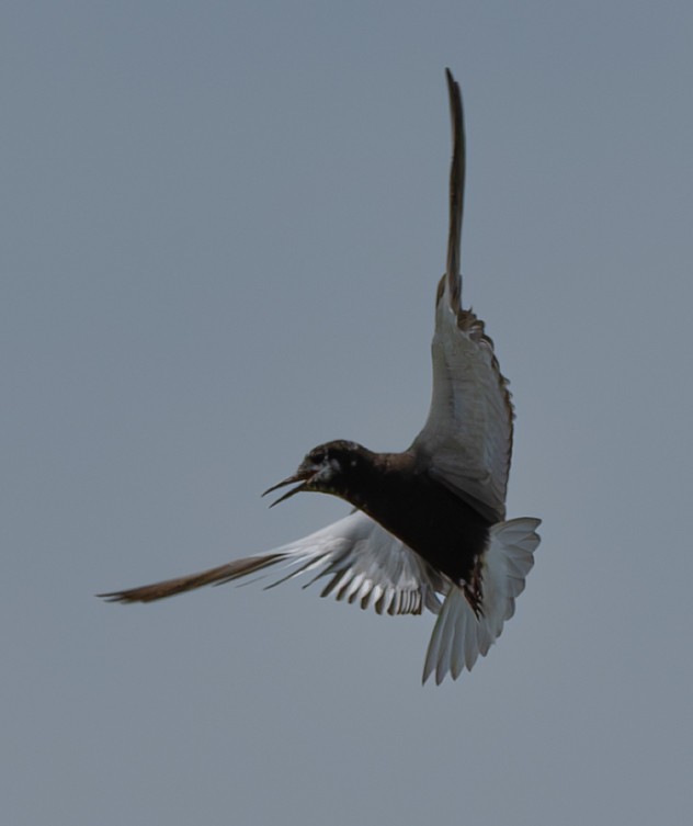 Black Tern - ML638765944