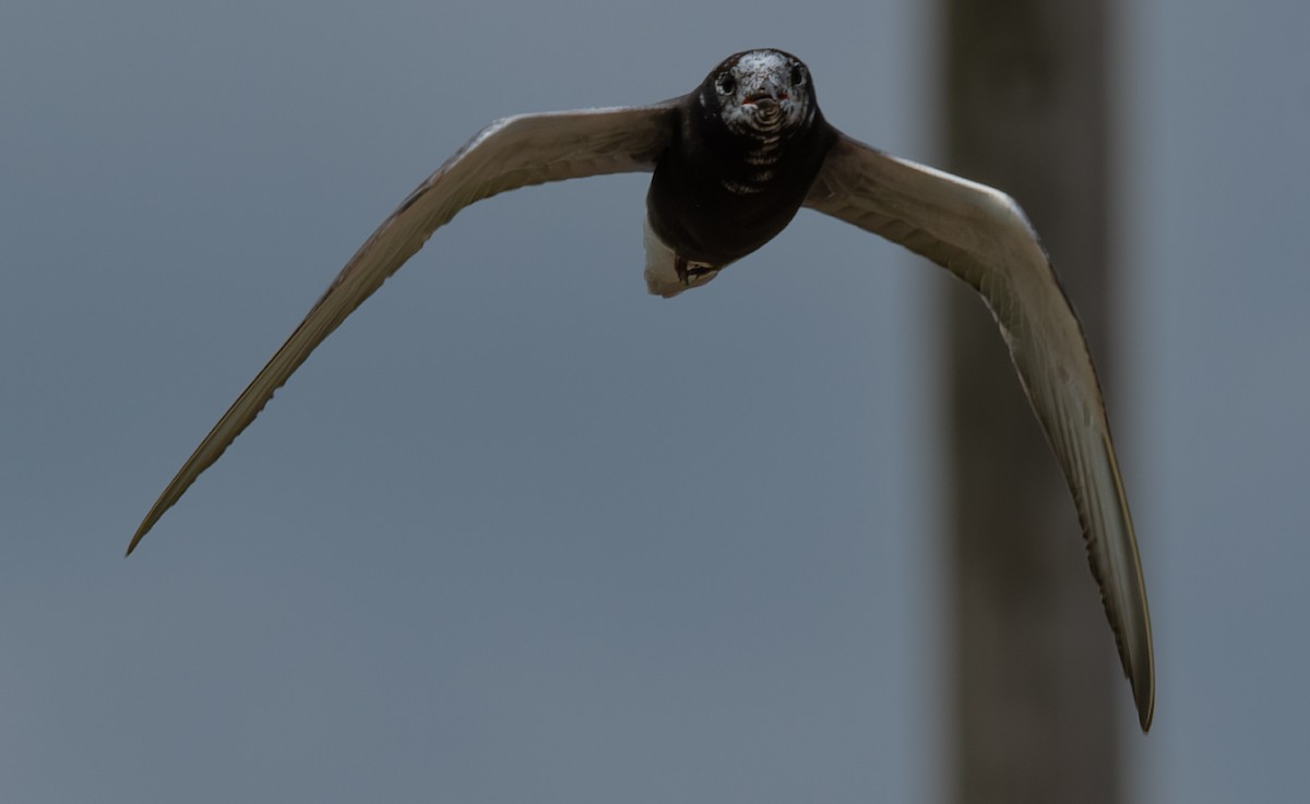 Black Tern - ML638765945