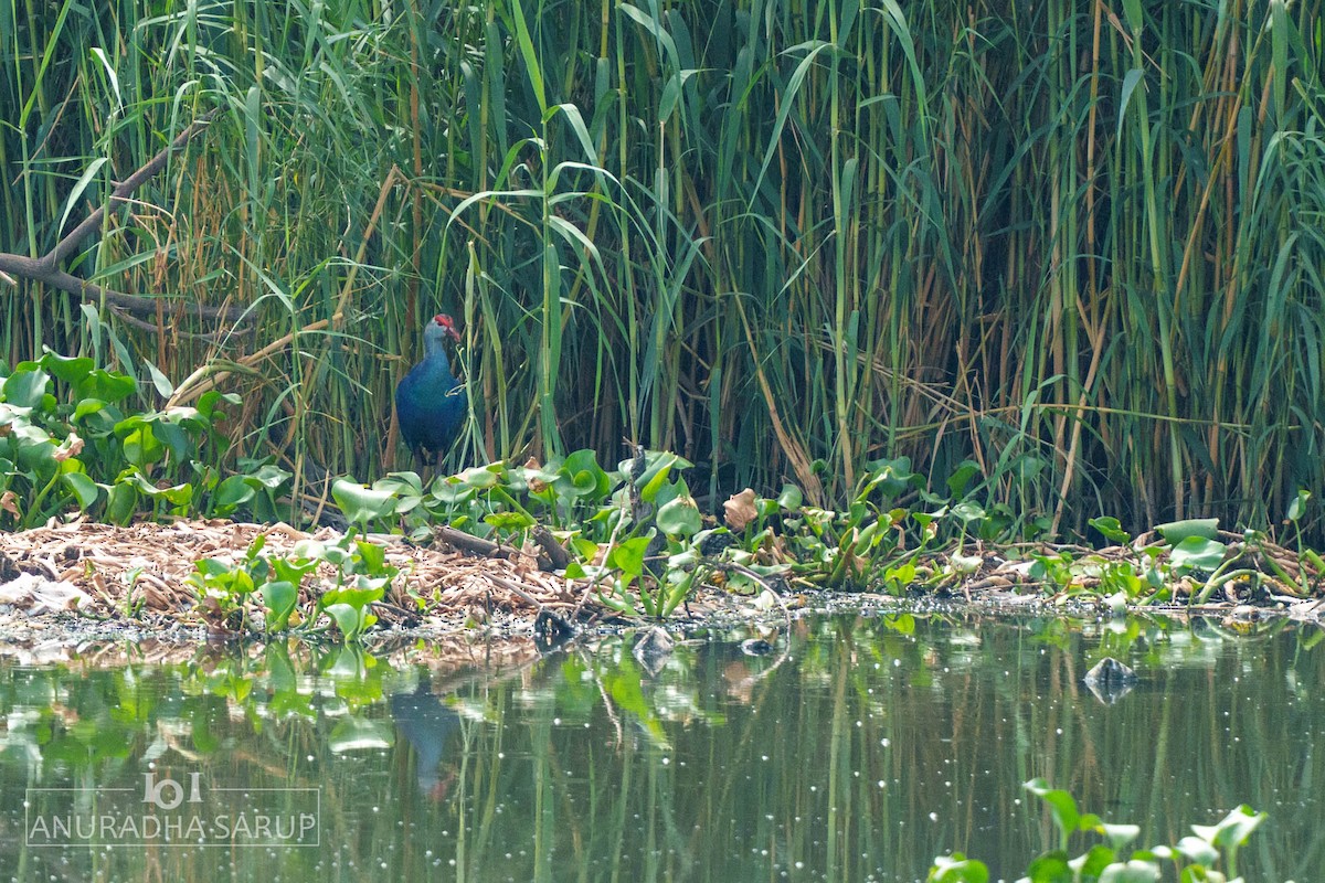 Gray-headed Swamphen - ML638765949